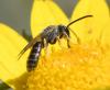 Lasioglossum sp.